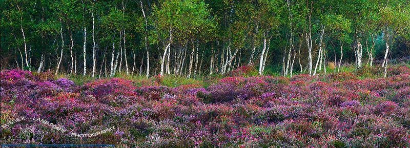 slides/Artists Palette.jpg dorset hearher sunrise trees birch flowers pinks purple greens panoramic heathland wessex swanage Artists Palette